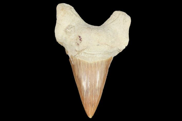 Fossil Shark Tooth (Otodus) - Morocco #103160